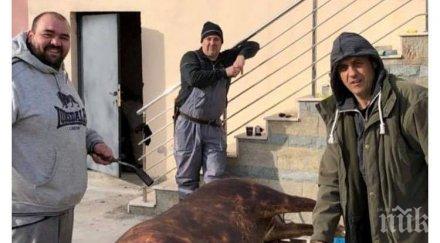 голямата звезда цска запразни прасе