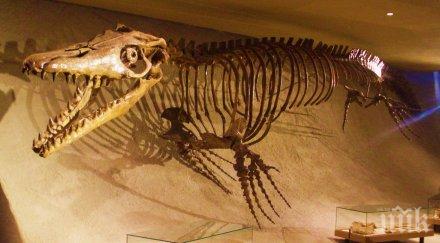 невероятно откритие турция намериха голямо находище древни животни