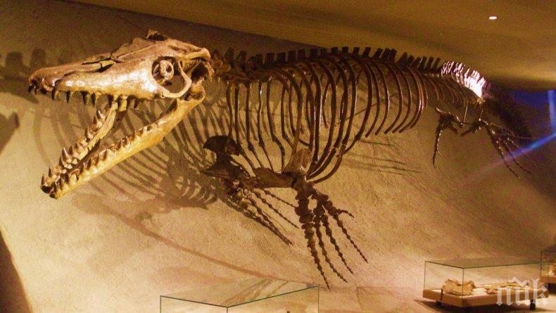 Невероятно откритие в Турция: Намериха голямо находище на древни животни