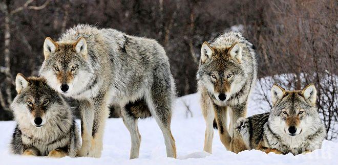 НАПАСТ: Броят на вълците в Болярово порасна главоломно