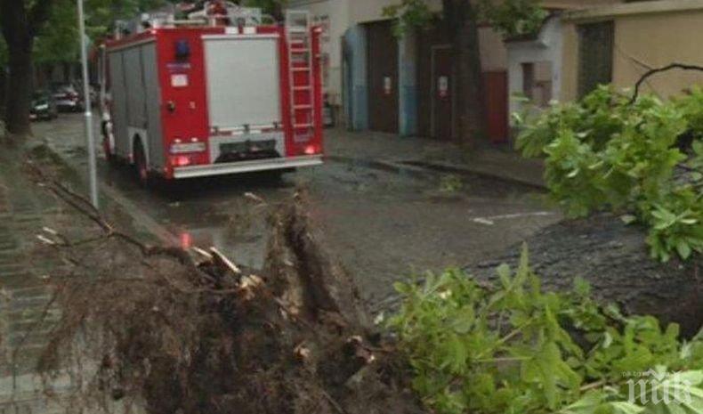 Инцидент: Дърво падна върху кооперация в центъра на Пловдив (СНИМКА)
