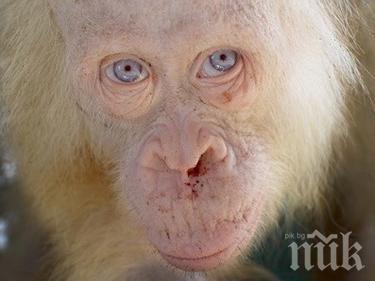 Върнаха единствения орангутан албинос в естествената му среда