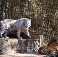 Бял тигър е новото попълнение на старозагорския зоопарк (СНИМКИ)