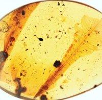 Учени откриха „необикновени“ пера в кехлибар