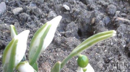 първите кокичета подадоха глави снимки