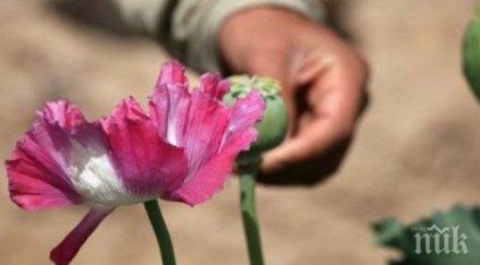 заради санкциите русия започва отглежда опиумен мак