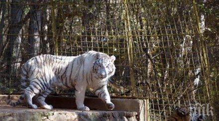 бял тигър новото попълнение старозагорския зоопарк снимки