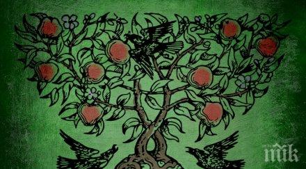 хороскопът келтите кое вашето магическо дърво