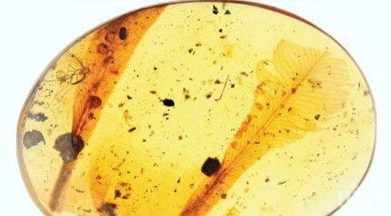 учени откриха необикновени пера кехлибар