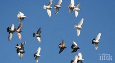 внимание гълъбите пренасят пневмонията