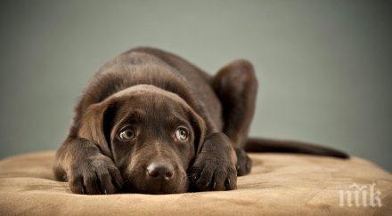 страх новогодишните пукотевици плашат домашните любимци