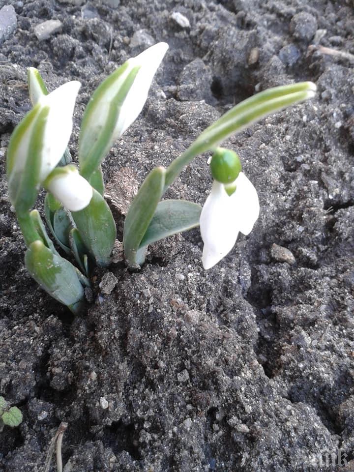 Първите кокичета подадоха глави (СНИМКИ)