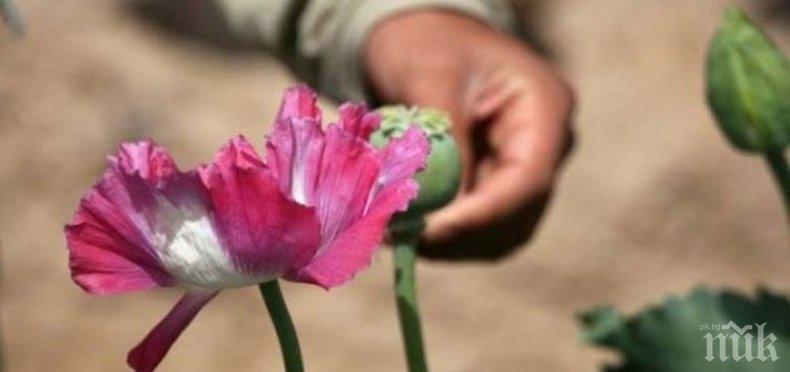 Заради санкциите: Русия започва да отглежда опиумен мак 
