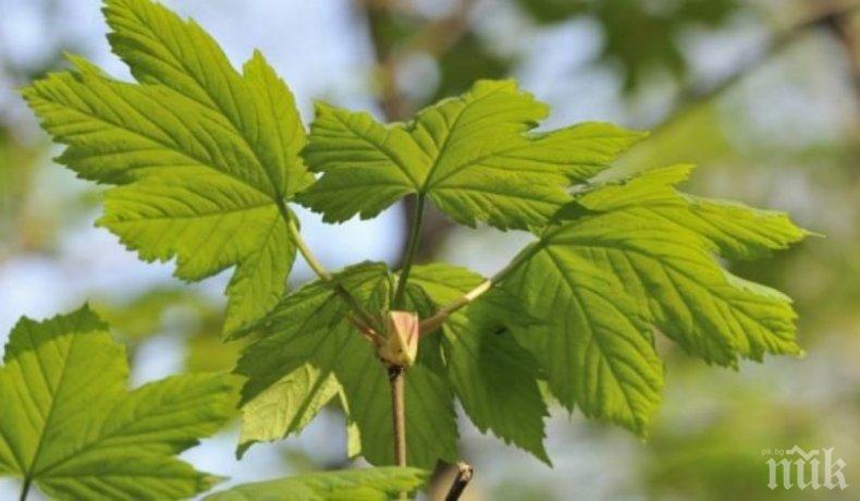 ХИТ: Ето коя билка забавя появата на бръчки