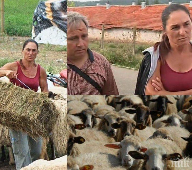 БСП плати за независимо изследване на стадото на Ани от Болярово