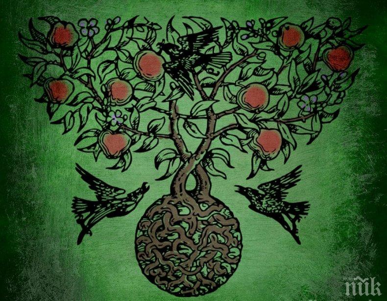 ХОРОСКОПЪТ НА КЕЛТИТЕ: Кое е вашето магическо дърво 