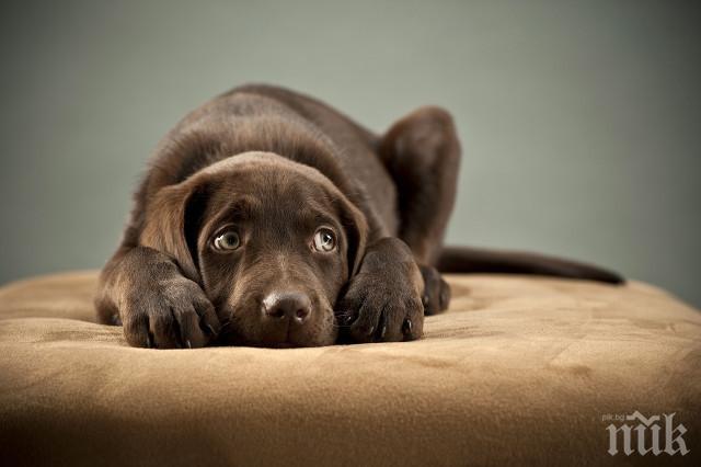 Бум на незаконната търговия с домашни любимци у нас