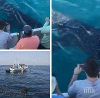 Гигантска находка: Рибари заснеха най-голямата риба в света във Флорида