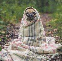 Бум на агресия към животни по празниците - изверг простреля куче от упор в главата