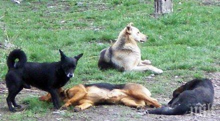 възрастна жена щип починала лайшманиоза