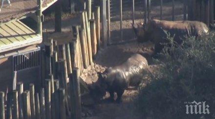 ужас бебе падна носорози зоопарк флорида снимки