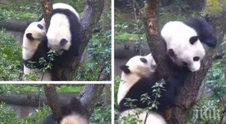 хит бой две панди дърво китай превзе социалните мрежи видео