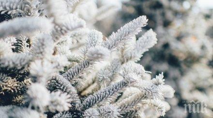 последните минути снежинки софия идва бяла нова година