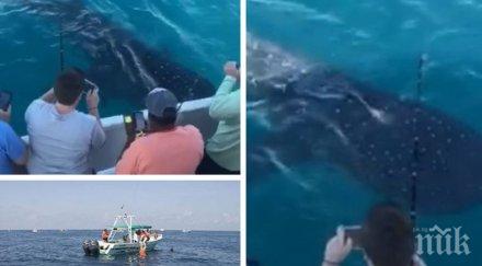 гигантска находка рибари заснеха голямата риба света флорида