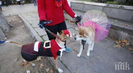 стотици кучета събраха карнавал мадрид