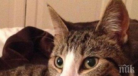 невероятно факт котка завърна вкъщи петгодишно скитане