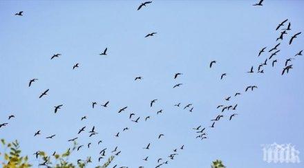 орнитолози позволиха птиците пийнат новогодишните празници