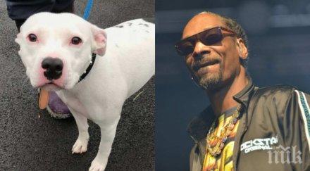 добро сърце рапърът снуп дог осиновява изоставен бултериер адаш снимки