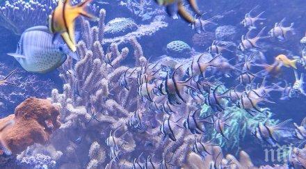 звуците рибите разкриват екологичното равновесие водата