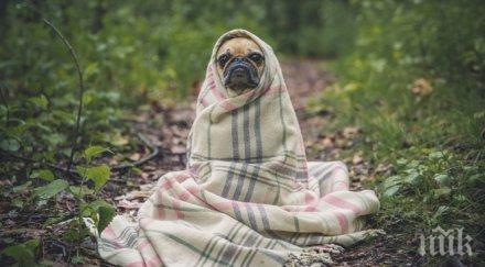 бум агресия животни празниците изверг простреля куче упор главата