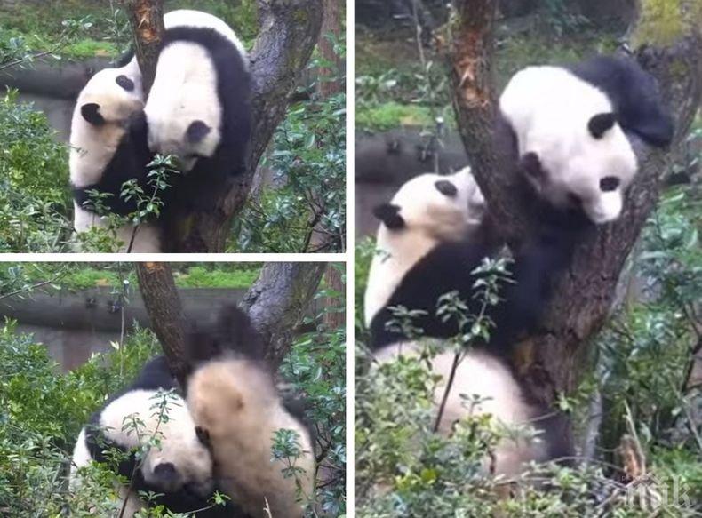 Хит: Бой между две панди за дърво в Китай превзе социалните мрежи (ВИДЕО)