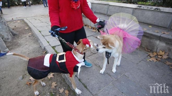 Стотици кучета се събраха на карнавал в Мадрид