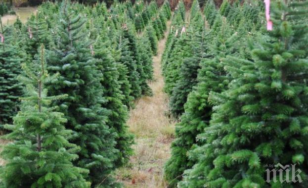 Не хвърляйте елхите! Подарете ги на зоопарка