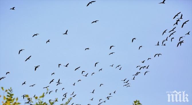 Орнитолози позволиха птиците да си пийнат малко за новогодишните празници