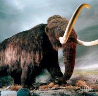 НАХОДКА: Учени откриха ДНК на мамут в изделия от слонова кост