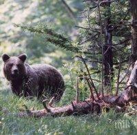 Четири от 25-те мечки будуват в парка над Белица