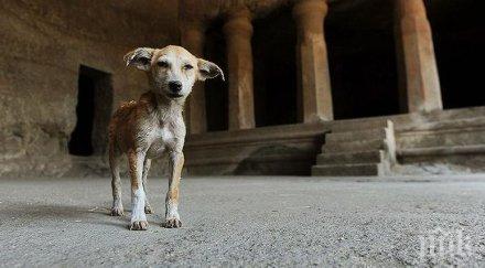 опасен звяр американка почина ухапване