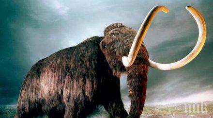 находка учени откриха днк мамут изделия слонова кост