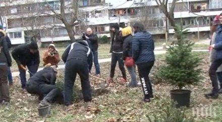 стартира засаждане гора коледни елхи бургас