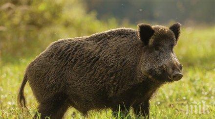 топ ловджийки гръмнаха три диви прасета култовото село уши