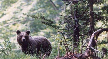 четири мечки будуват парка белица