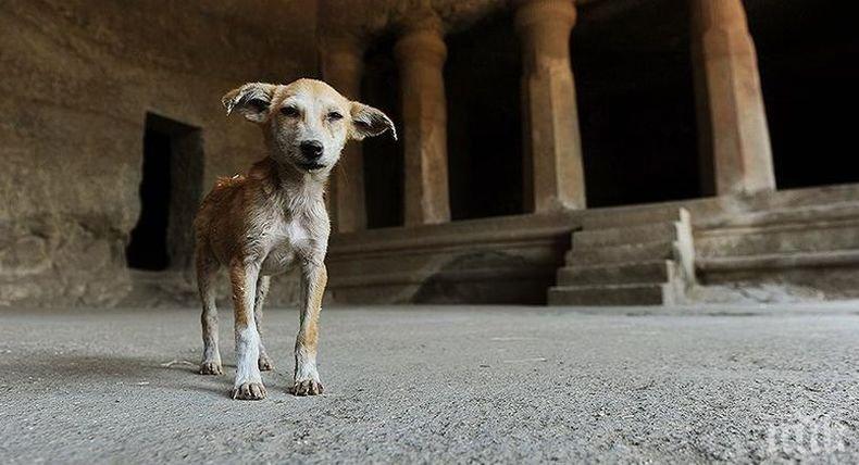 Опасен звяр: Американка почина след ухапване от...