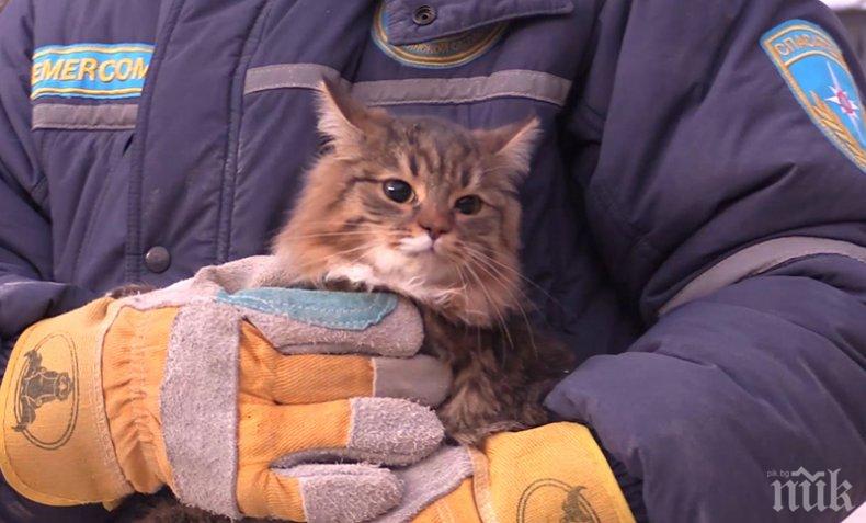 НЕВЕРОЯТНО: Извадиха живи куче и шест котки изпод руините на блока в Магнитогорск 