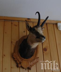 Иззеха препарирани животни заради селфита в кръчми