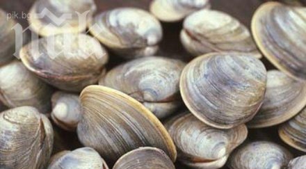 вижте мидите толкова полезни диета