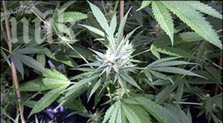 откриха смешна трева петрич